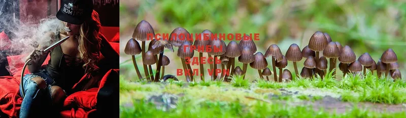 дарк нет какой сайт  Карабулак  Псилоцибиновые грибы Psilocybe  мега вход 